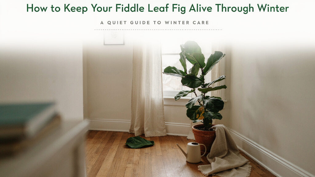 Pruning shears trimming a small branch from a fiddle leaf fig plant